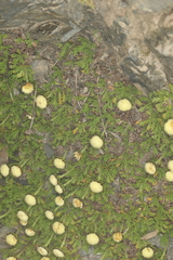 Leptinella pyrethrifolia