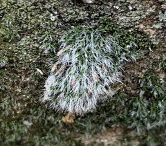 Grimmia