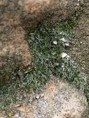 Grimmia