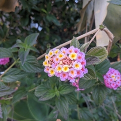Lantana camara