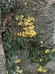 Grimmia