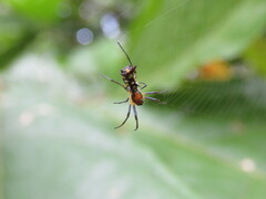 Micrathena funebris