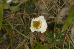 Geum uniflorum