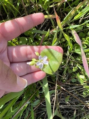 Claytonia perfoliata