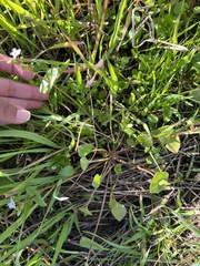 Claytonia perfoliata