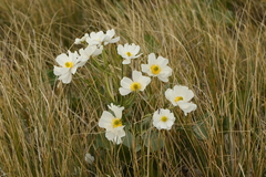 Ranunculus lyallii