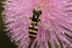 Ischiodon scutellaris