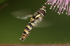 Ischiodon scutellaris