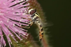 Ischiodon scutellaris