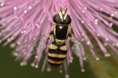 Ischiodon scutellaris