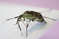 Eurystylus coelestialium