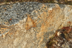 Glaucocharis leucoxantha