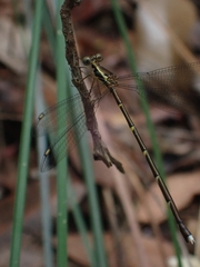 Episynlestes albicaudus