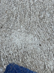 Tapinoma melanocephalum