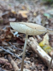 Oudemansiella