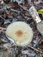 Oudemansiella