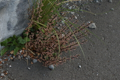 Epilobium melanocaulon