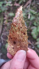 Coccomyces dentatus