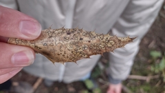 Coccomyces dentatus