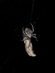Eustala anastera