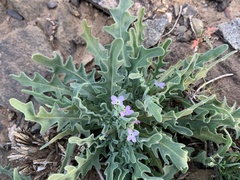 Matthiola parviflora
