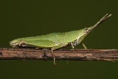 Tagasta marginella