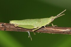 Tagasta marginella