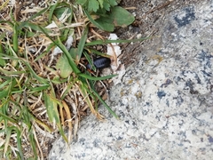 Glomeris aurita