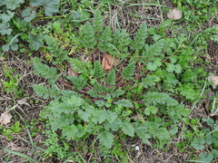Erodium ciconium