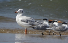Chroicocephalus brunnicephalus