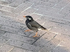 Spodiopsar cineraceus