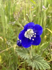 Phacelia viscida viscida