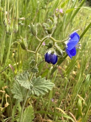 Phacelia viscida viscida