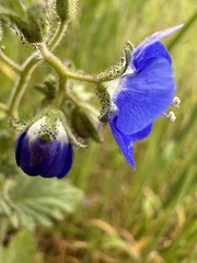 Phacelia viscida viscida