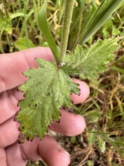 Phacelia viscida viscida