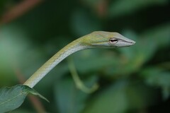 Ahaetulla prasina