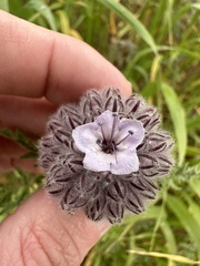 Phacelia hubbyi