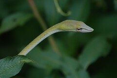 Ahaetulla prasina