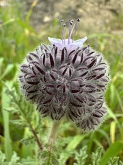 Phacelia hubbyi