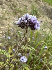 Phacelia hubbyi
