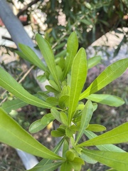 Crescentia alata