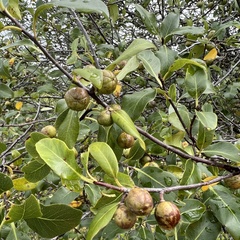 Pittosporum colensoi