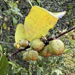 Pittosporum colensoi