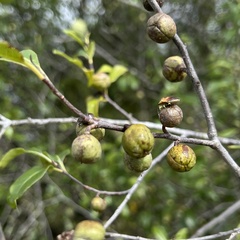 Pittosporum colensoi