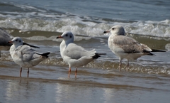 Chroicocephalus brunnicephalus