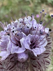 Phacelia hubbyi