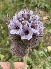Phacelia hubbyi