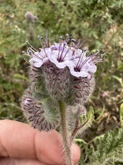 Phacelia hubbyi