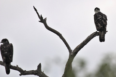 Aquila spilogaster