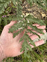 Phacelia hubbyi